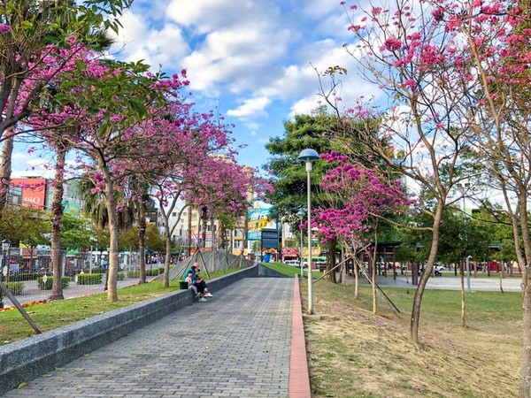 嘉市文化公園紅花風鈴木盛開　成打卡新熱點.jpg