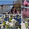 Apr 8 - Roosevelt island, Easter parade in 5th Avenue, CentraL park, Rockfeeller center, Top of the rock2