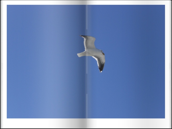 Bird-1.JPG Bird-1.JPG