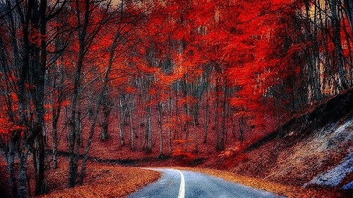 Roads_Forests_Autumn_483248.jpg