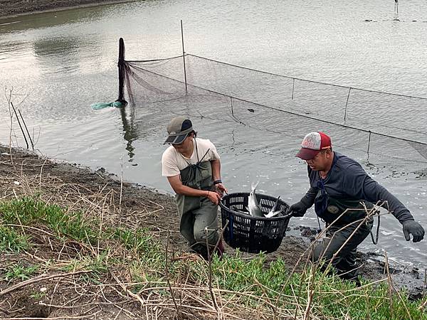 魚路：荺紾搬移魚塭裡的魚，才能進行抽水