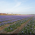 Keukenhof-Nederland