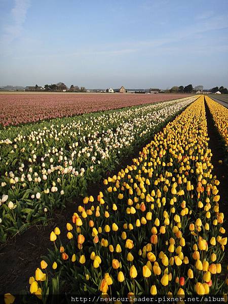 Keukenhof-Nederland_20