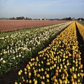 Keukenhof-Nederland_20