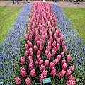 Keukenhof-Nederland_28