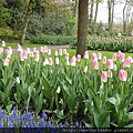 Keukenhof-Nederland_29