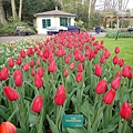 Keukenhof-Nederland_35