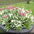 Keukenhof-Nederland_38