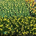 Keukenhof-Nederland_43