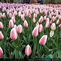 Keukenhof-Nederland_48