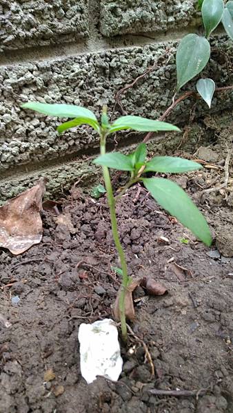 P_20170313_130159.jpg P_20170313_130159.jpg