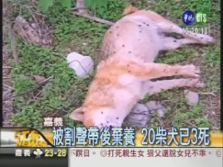 dog_news dog_news
