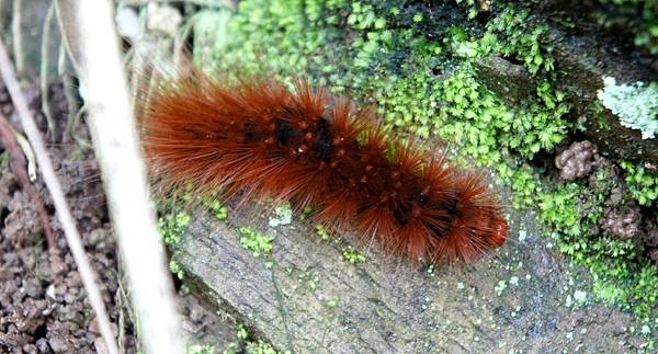 棕毛獅王~利嘉林道