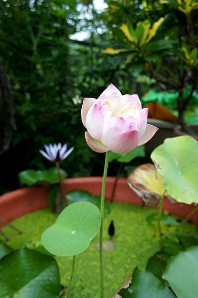 無尾巷的花季