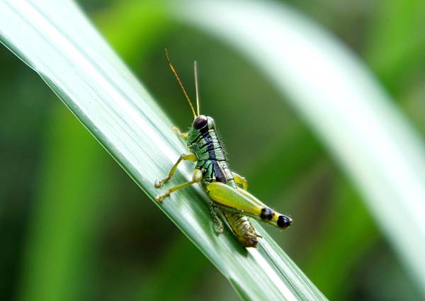 沙沙的路~伊拉社