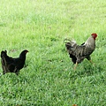 DSC00376.JPG
