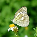 DSC00381.JPG