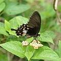 DSC00433.JPG