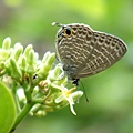 DSC00455.JPG