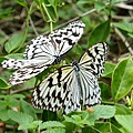 DSC00461.JPG