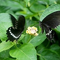 DSC01187.JPG
