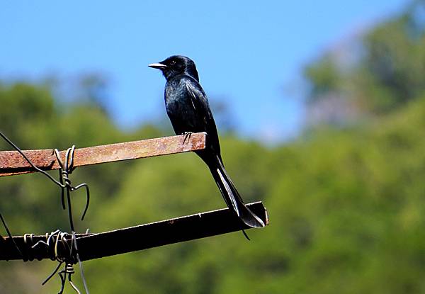 霧台~大武部落的年~