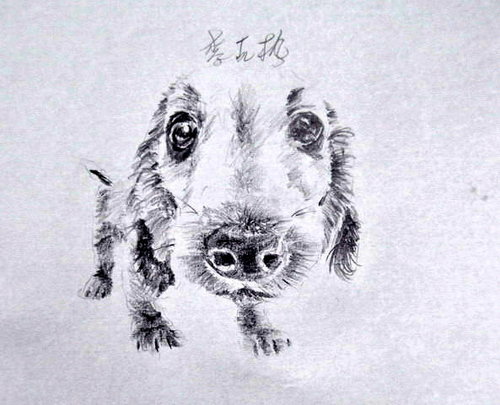 狗狗1.jpg 狗狗1.jpg