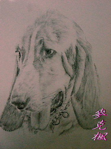 狗狗9.jpg 狗狗9.jpg