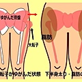 產後骨盆變大.jpg