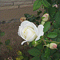 Sep.21-3.gif