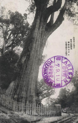阿里山神木-阿里山神木，原本指的是台灣阿里山上一棵樹齡達到三