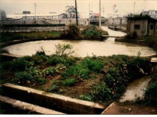 六家東興圳/新竹六家「霧崙毛毛」高鐵『水圳』六張犁圳又名「東