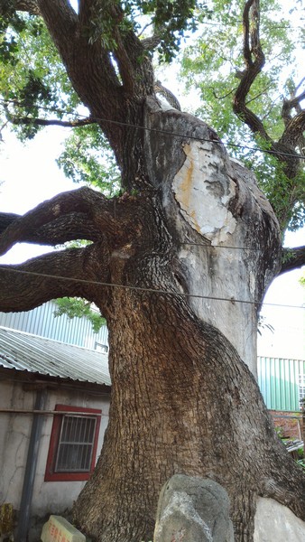 姜勝智/姜朝鳳派下姜勝智在新竹縣竹塹，共發起興建三座廟178