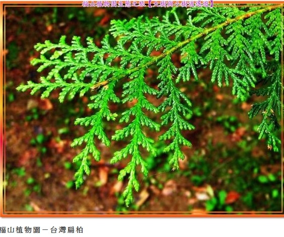 山老鼠/檜木分紅檜、扁柏兩種/「比炒房地產還凶」。市價一才( 山老鼠/檜木分紅檜、扁柏兩種/「比炒房地產還凶」。市價一才(