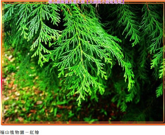 山老鼠/檜木分紅檜、扁柏兩種/「比炒房地產還凶」。市價一才(