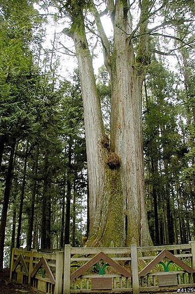 阿里山-琴山河合博士旌功碑-阿里山鐵道的催生者河合鈰太郎/小 阿里山-琴山河合博士旌功碑-阿里山鐵道的催生者河合鈰太郎/小