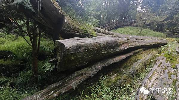 阿里山-琴山河合博士旌功碑-阿里山鐵道的催生者河合鈰太郎/小 阿里山-琴山河合博士旌功碑-阿里山鐵道的催生者河合鈰太郎/小