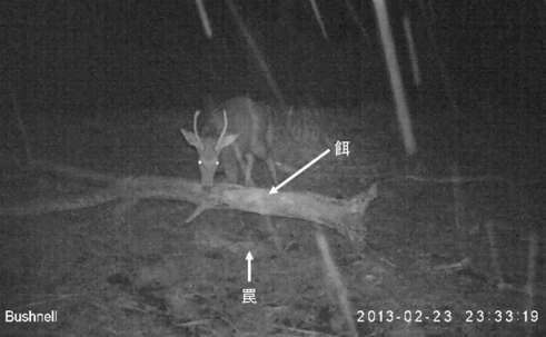 贌社/原來17世紀臺灣早就用錢幣與國際接軌/獻上「檳榔與椰子