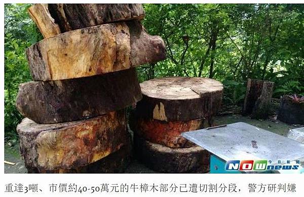 山老鼠/檜木分紅檜、扁柏兩種/「比炒房地產還凶」。市價一才(