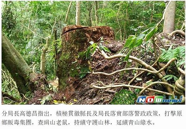 山老鼠/檜木分紅檜、扁柏兩種/「比炒房地產還凶」。市價一才( 山老鼠/檜木分紅檜、扁柏兩種/「比炒房地產還凶」。市價一才(