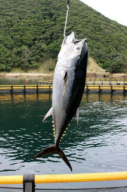 黑鮪魚 秋刀魚捕撈配額 日本築地 黑鮪魚生魚片重金屬檢測結果 七件檢出甲基汞含量在0 3ppm至1 14ppm 其中黑鮪肚生魚片甲基汞1 14 Ppm 姜朝鳳宗族