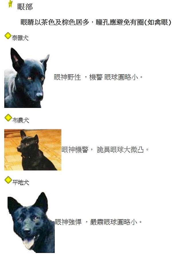 忠心台灣土狗獲國際認證正名 台灣犬 台灣土狗通過70多個會員國代表投票 正式成為代表台灣的全球新興犬種之一 也正名為 台灣犬 Taiwan Dog 台灣第一犬 全台最早寵物犬被稱 天下第一狗 台灣土狗的完整骨骸 最早家養犬