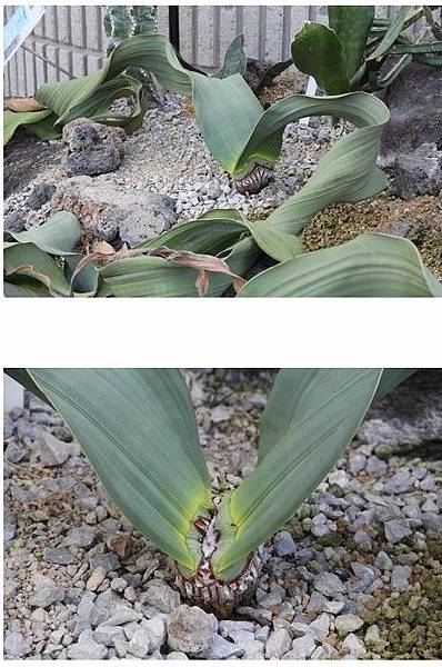 百歲蘭壽命可達00年 生長於安哥拉及非洲熱帶東南部 氣候炎熱和極為乾旱的沙漠 是永不落葉的植物 一生只長出兩片葉 葉片基部生長的同時 葉片末端開始乾枯 其葉子壽命為植物界中最長的 在原產地非洲納米比亞的沙漠 其壽命可達00年 葉片寬達1米多 長達10余米 百歲蘭壽命可達00年 生長於安哥拉及非洲熱帶東南部 氣候炎熱和極為乾旱的沙漠 是永不落葉的植物 一生只長出兩片葉 葉片基部生長的同時 葉片末端開始乾枯 其葉子壽命為植物界中最長的 在原產地非洲納米比亞的沙漠 其壽命可達00年 葉片寬達1米多 長達10余米
