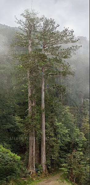 台灣杉三姊妹-70公尺高「撞到月亮的樹」台灣杉巨木「桃山神木