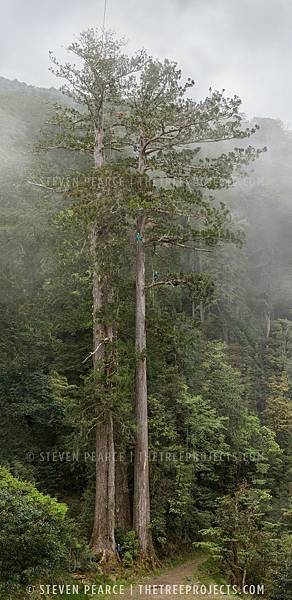 台灣杉三姊妹-70公尺高「撞到月亮的樹」台灣杉巨木「桃山神木
