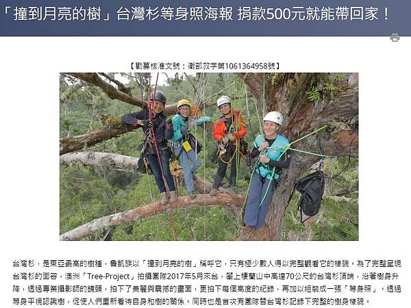 台灣杉三姊妹-70公尺高「撞到月亮的樹」台灣杉巨木「桃山神木 台灣杉三姊妹-70公尺高「撞到月亮的樹」台灣杉巨木「桃山神木