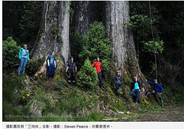台灣杉三姊妹-70公尺高「撞到月亮的樹」台灣杉巨木「桃山神木