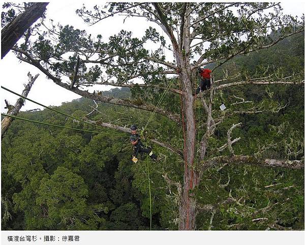 台灣杉三姊妹-70公尺高「撞到月亮的樹」台灣杉巨木「桃山神木