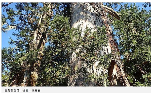台灣杉三姊妹-70公尺高「撞到月亮的樹」台灣杉巨木「桃山神木