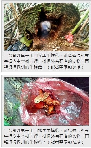 山老鼠/檜木分紅檜、扁柏兩種/「比炒房地產還凶」。市價一才( 山老鼠/檜木分紅檜、扁柏兩種/「比炒房地產還凶」。市價一才(